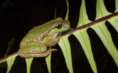 Spotted Tree Frog